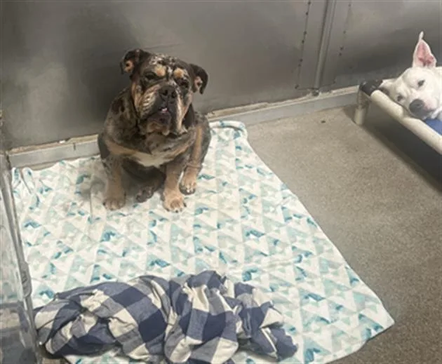A young medium-sized female English Bulldog dog named Cookie for adoption in Sacramento, CA