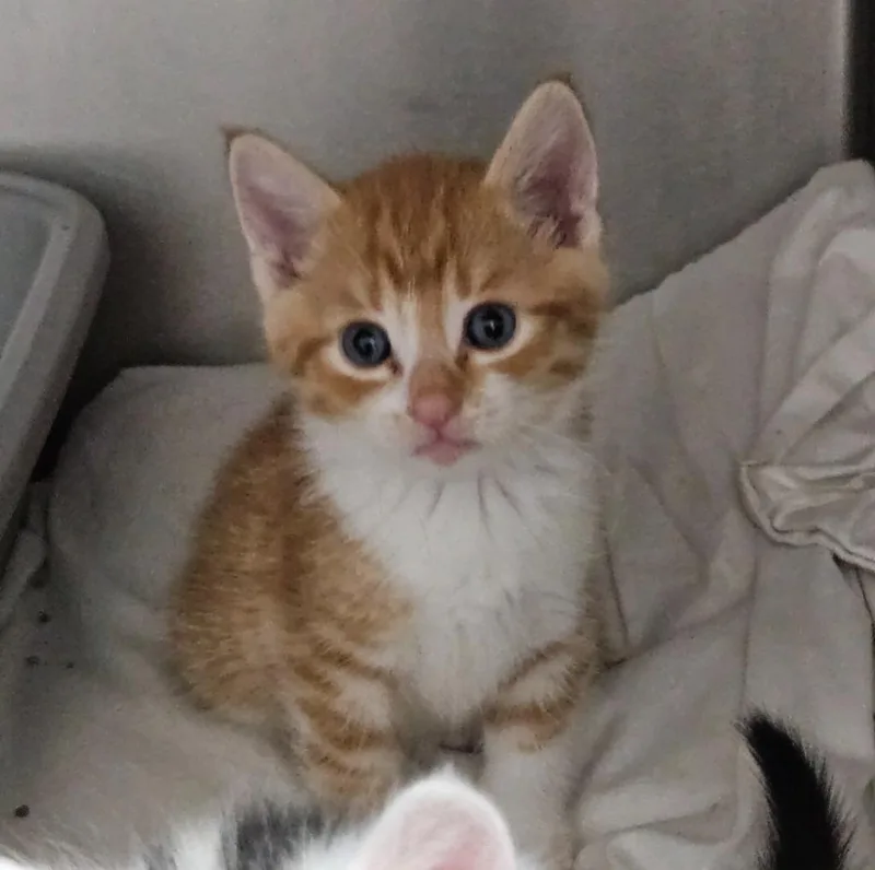 A baby small-sized male Domestic Short Hair cat named Cap'n Crunch for adoption in Los Angeles, CA