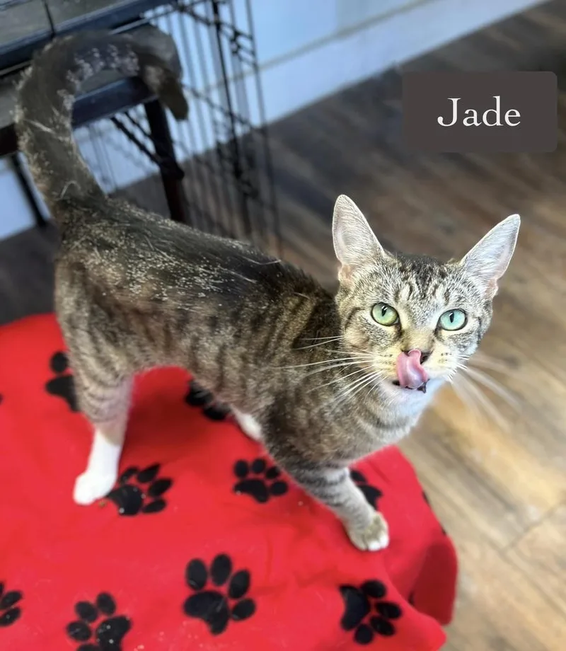 A young medium-sized female Domestic Short Hair cat named Jade for adoption in Chalfont, PA