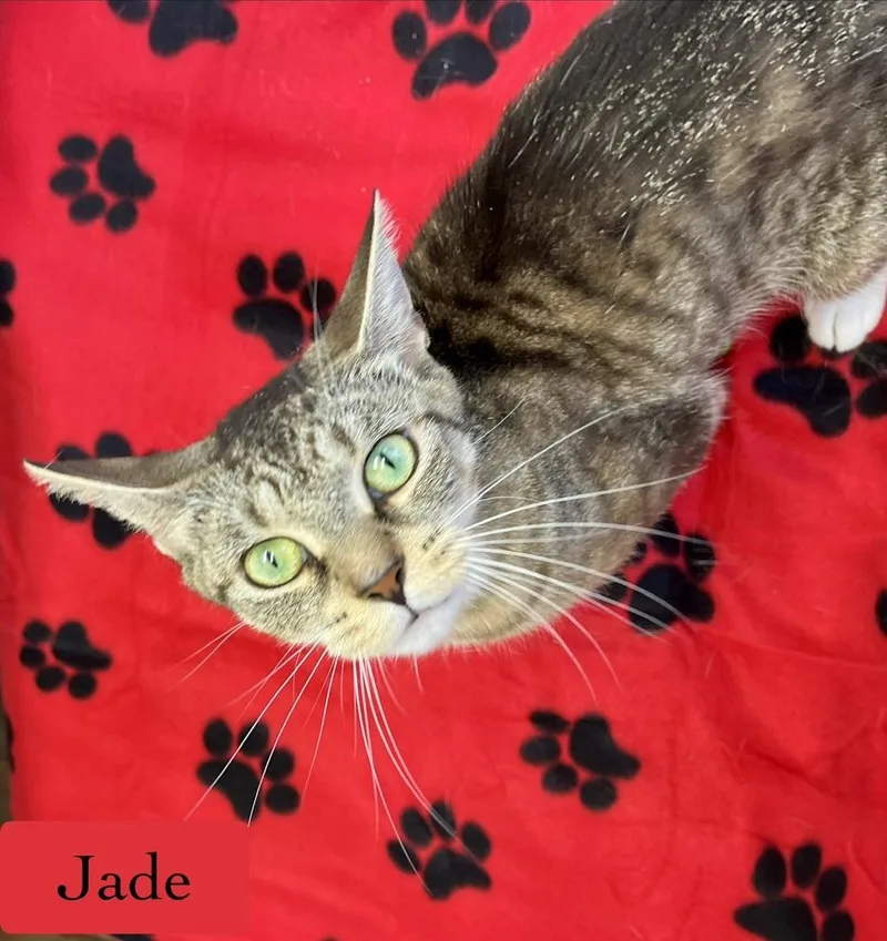 Jade thumbnail 2