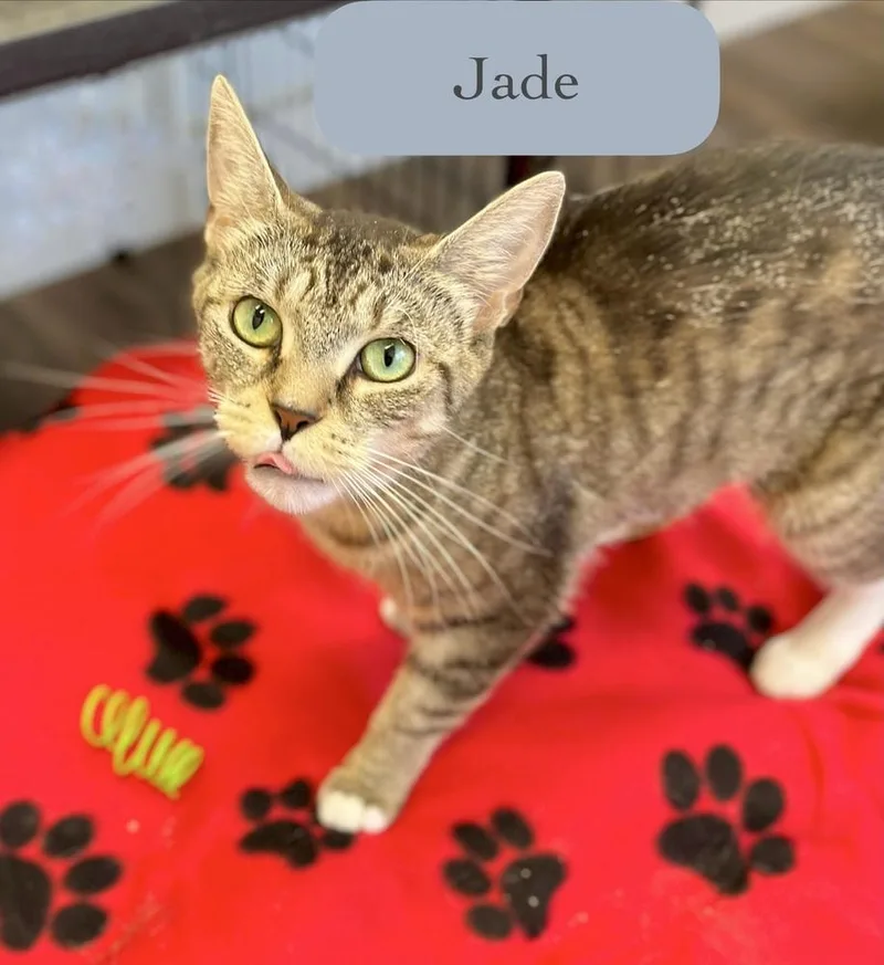 Jade thumbnail 4