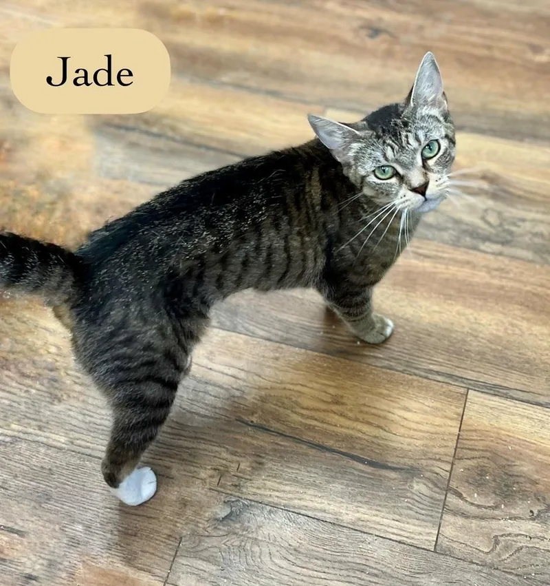 Jade thumbnail 5
