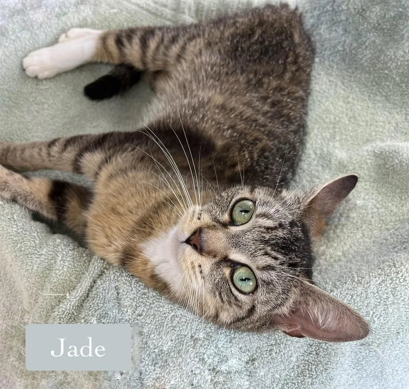 Jade thumbnail 6