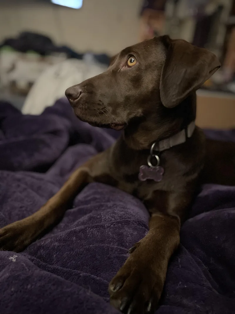 Hazel thumbnail 3
