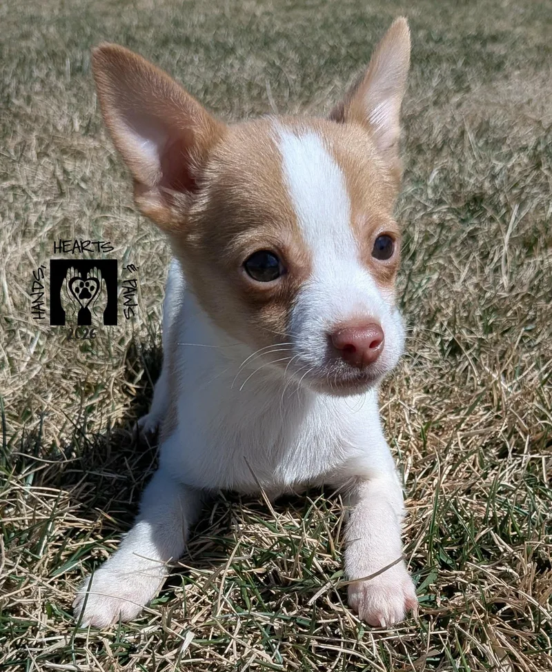 Bruce Willis thumbnail 2