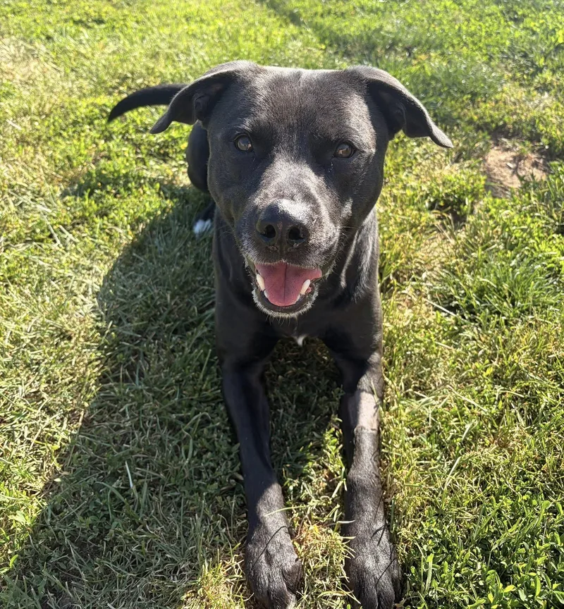 An adult large-sized male Black Pit Bull Terrier dog named Bandit for adoption in Winchester, VA