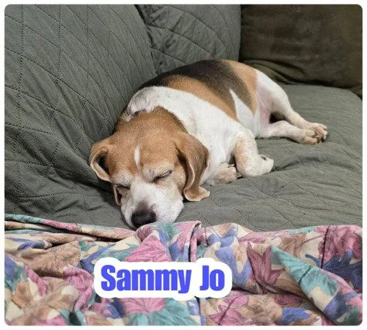 A senior medium-sized male Beagle dog named Sammy Jo for adoption in Alpharetta, GA