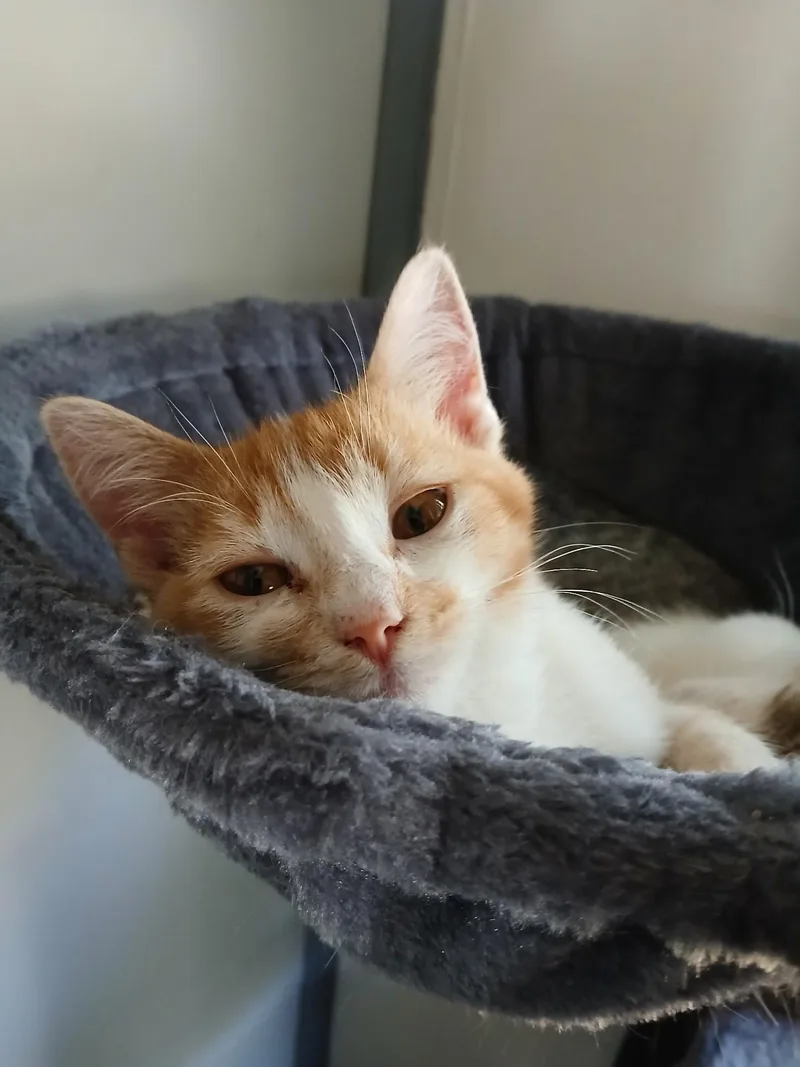 A young medium-sized female American Shorthair cat named Sunny and Sugar for adoption in Waveland, IN