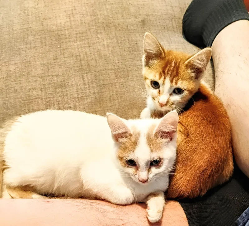 Sunny and Sugar thumbnail 2
