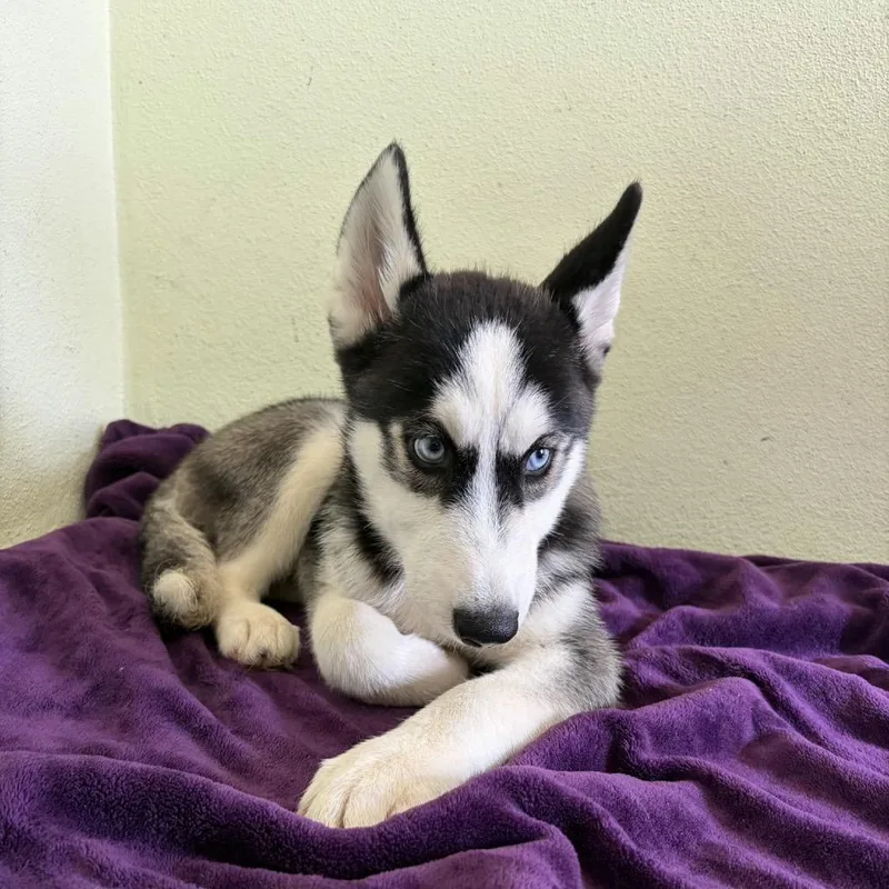 A baby small-sized male Black Husky dog named Knox for adoption in LOXAHATCHEE, FL