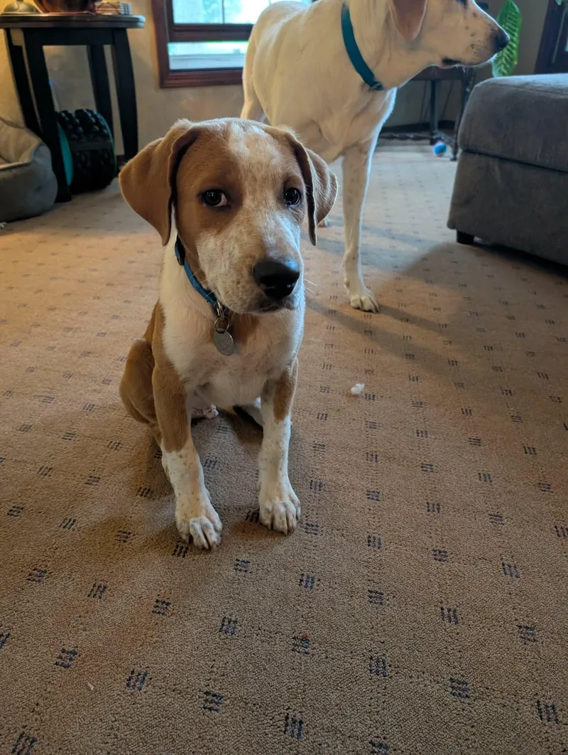 A baby medium-sized male Mixed Breed dog named Loki for adoption in De Pere, WI