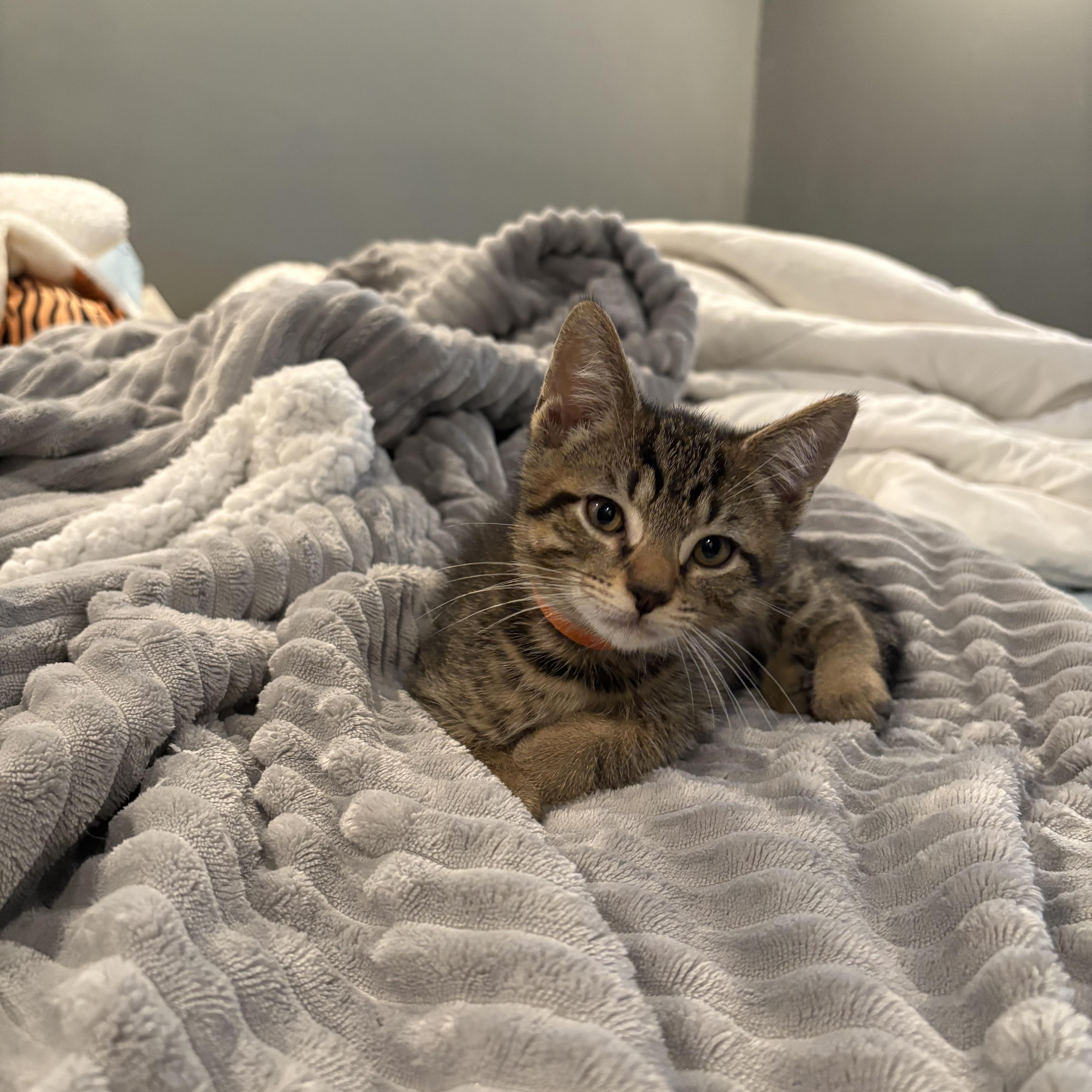 A baby small-sized male Domestic Short Hair cat named Scheffler for adoption in Warminster, PA