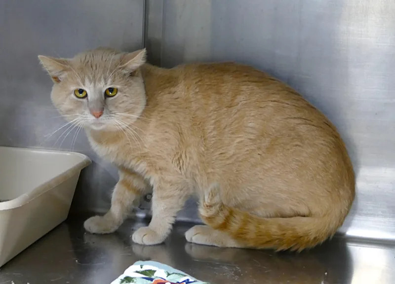 An adult large-sized male Tabby (Buff / Tan / Fawn) Domestic Short Hair cat named Colby for adoption in Beechbottom, WV