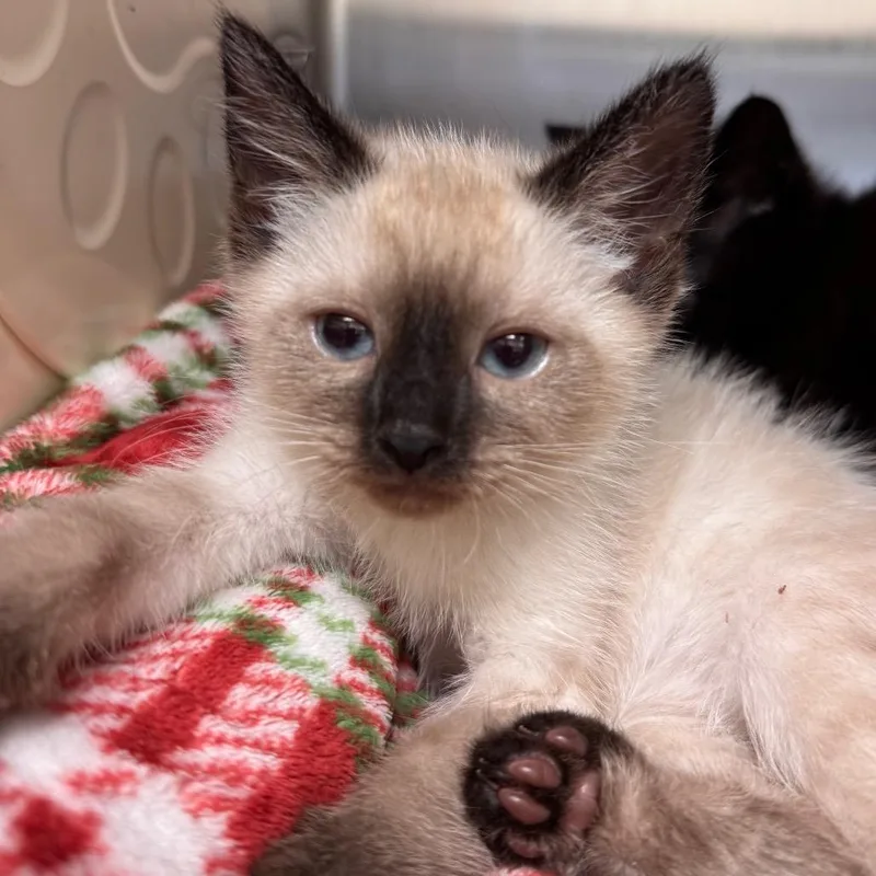A baby small-sized female Lilac Point Siamese cat named Lore for adoption in Lynchburg, VA