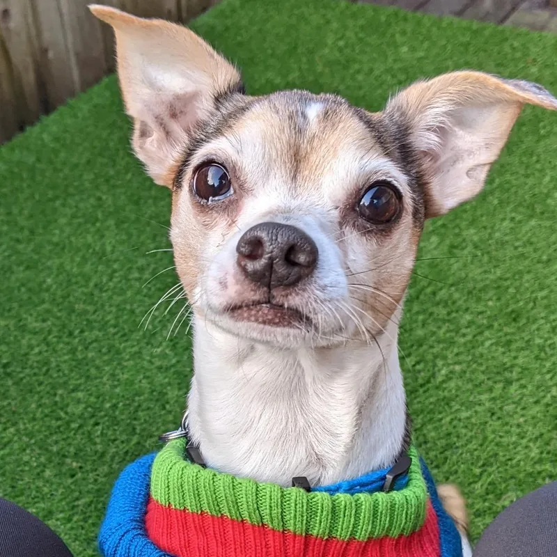 An adult small-sized male Merle (Blue) Chihuahua dog named Buutz for adoption in Covington, WA