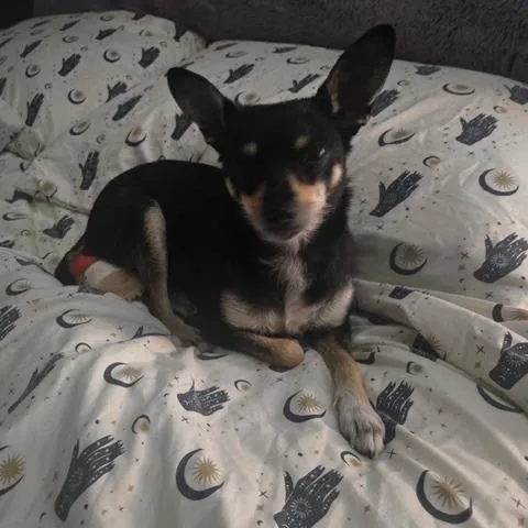An adult small-sized female Black Chihuahua dog named Molly for adoption in Dayton, OH