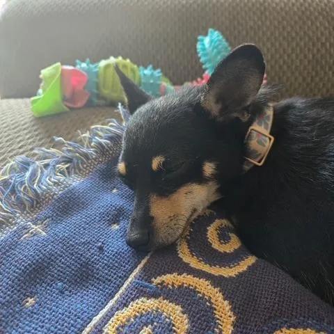 Molly thumbnail 2