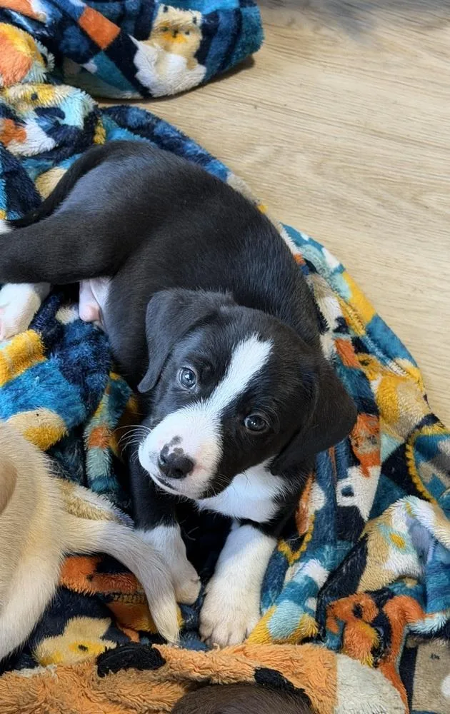 A baby small-sized male Tricolor (Brown, Black, & White) Hound dog named Cyclone for adoption in Waunakee, WI