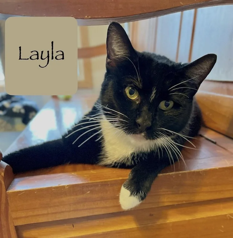 An adult medium-sized female Black & White / Tuxedo Domestic Short Hair cat named Layla for adoption in Chalfont, PA