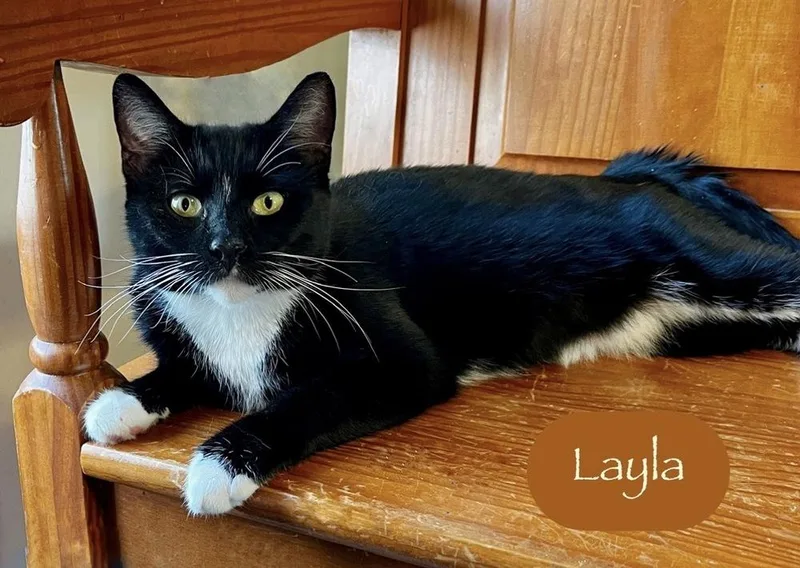Layla thumbnail 3