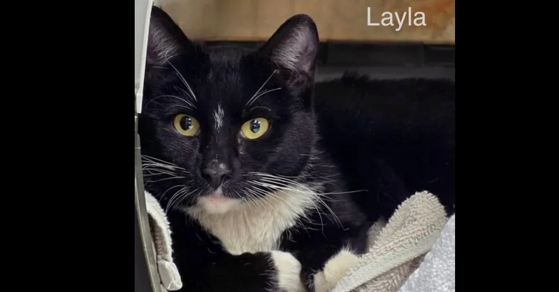 Layla thumbnail 4