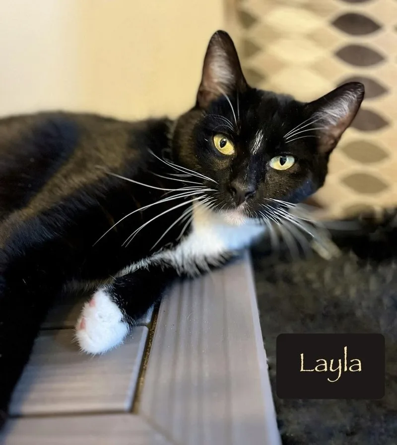 Layla thumbnail 6