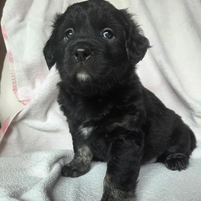 A baby medium-sized female Black Mixed Breed dog named Cori for adoption in DeKalb, IL