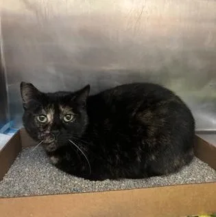 An adult medium-sized female Tortoiseshell Domestic Short Hair cat named Annie for adoption in Lafayette, IN