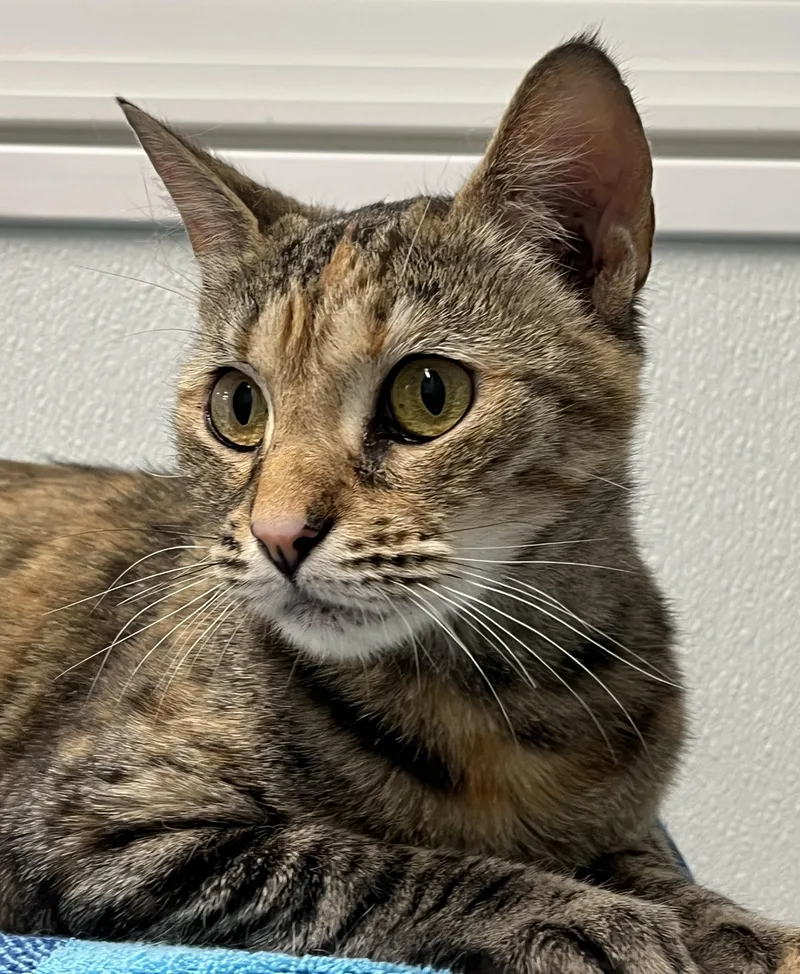 A young medium-sized female Tabby (Brown / Chocolate) Domestic Short Hair cat named Fiorella for adoption in Harrison, NY