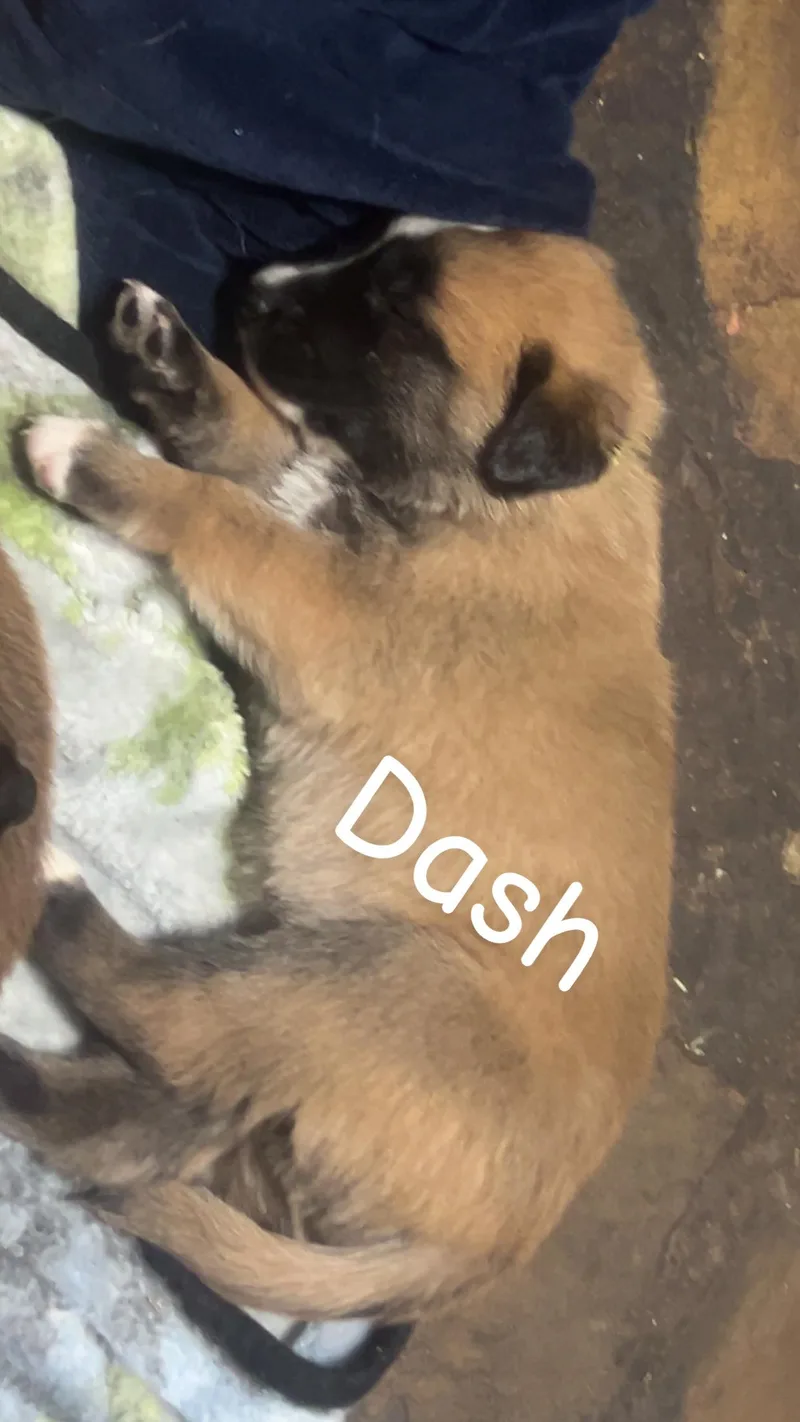 A baby medium-sized male Red / Chestnut / Orange Black Mouth Cur dog named Dash for adoption in East Flat Rock, NC