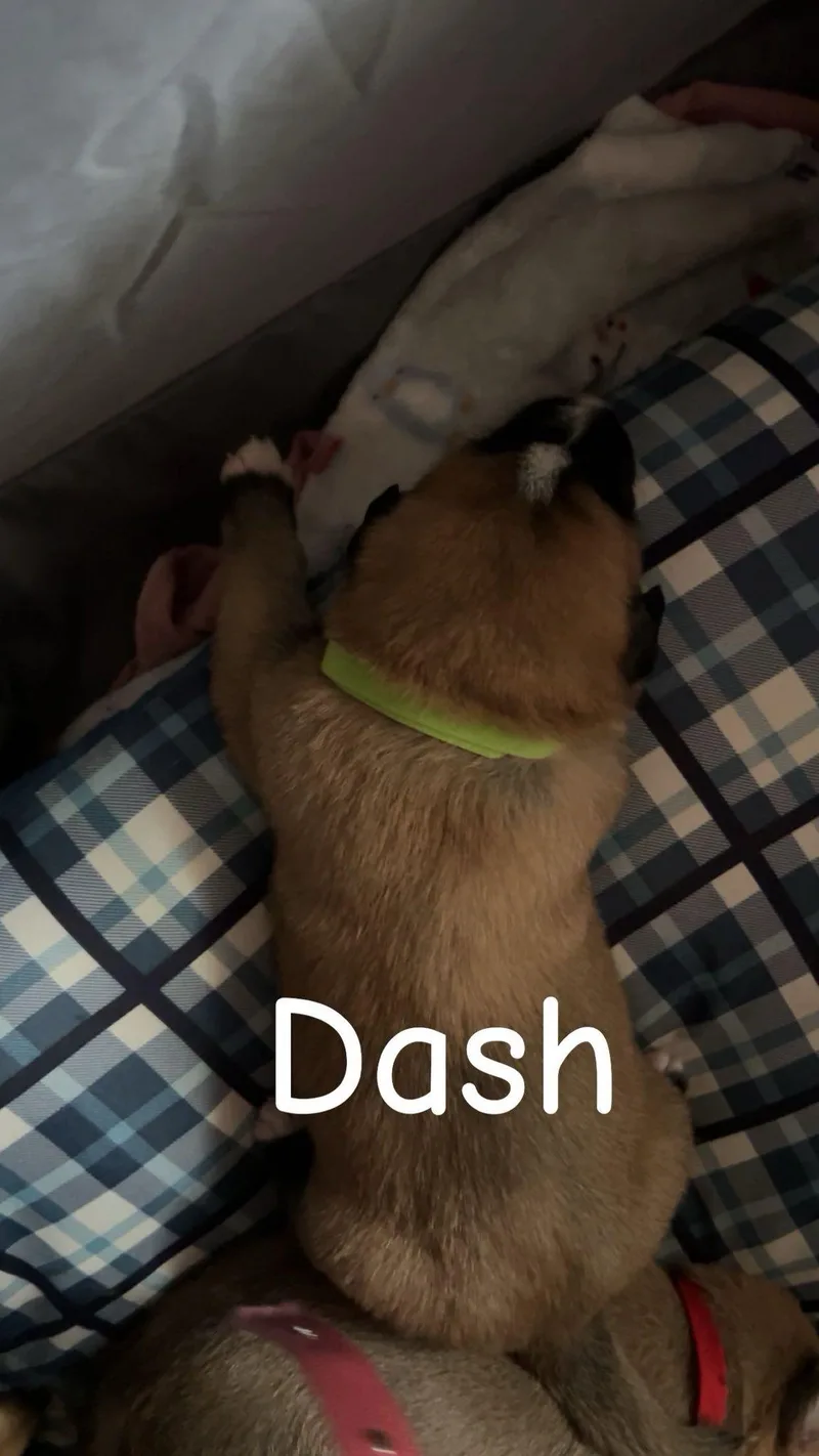 Dash thumbnail 2