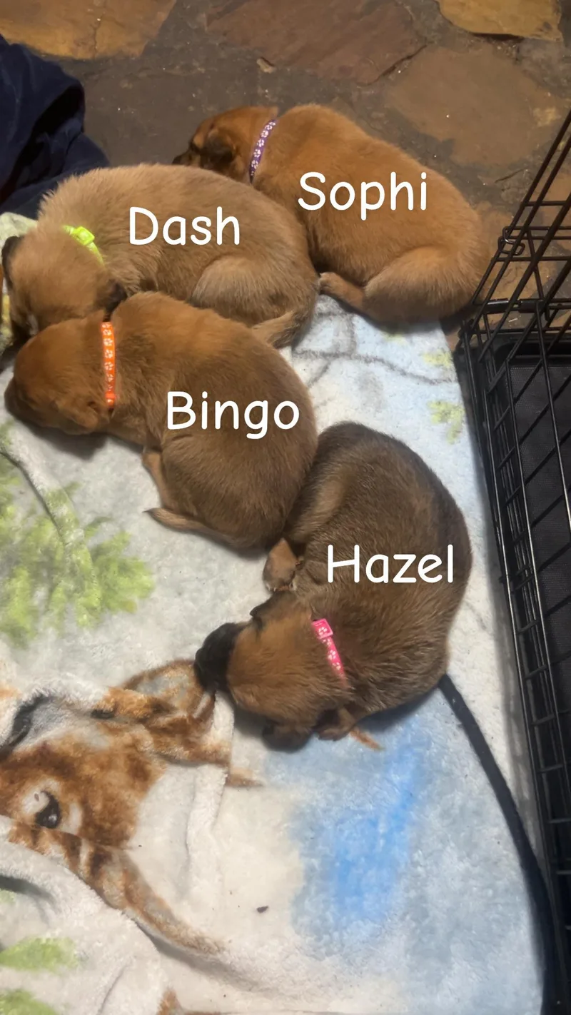Dash thumbnail 5