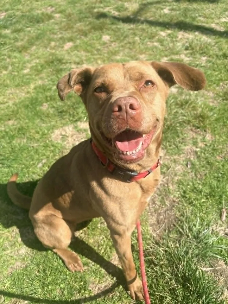 An adult large-sized female Labrador Retriever dog named Akasha for adoption in Kansas City, MO