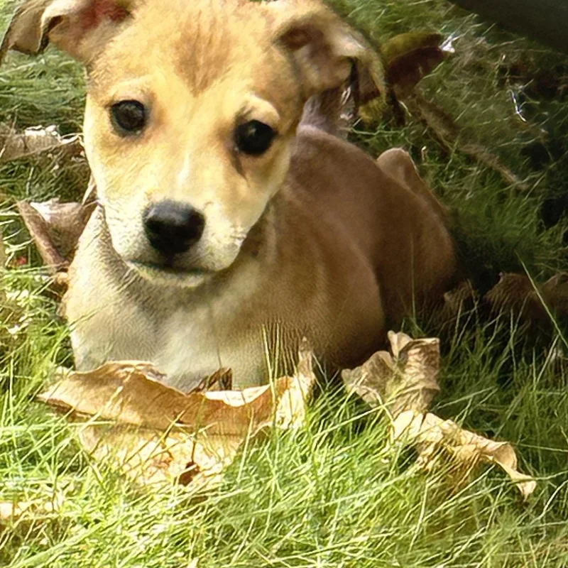 A baby medium-sized female Mixed Breed dog named Flicker for adoption in ISABELA, PR