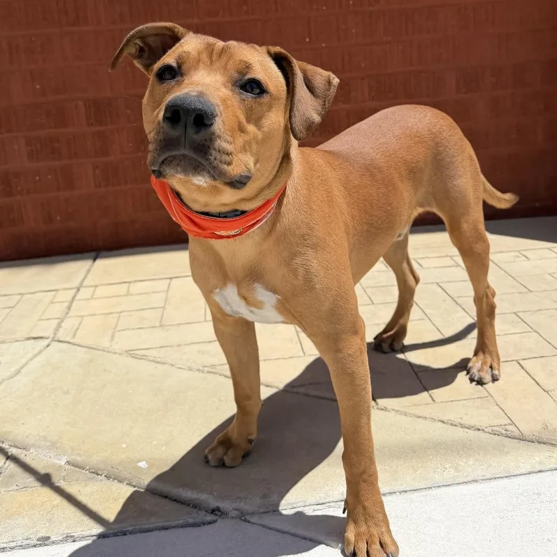 A young medium-sized male Labrador Retriever dog named Ribs for adoption in Los Angeles, CA
