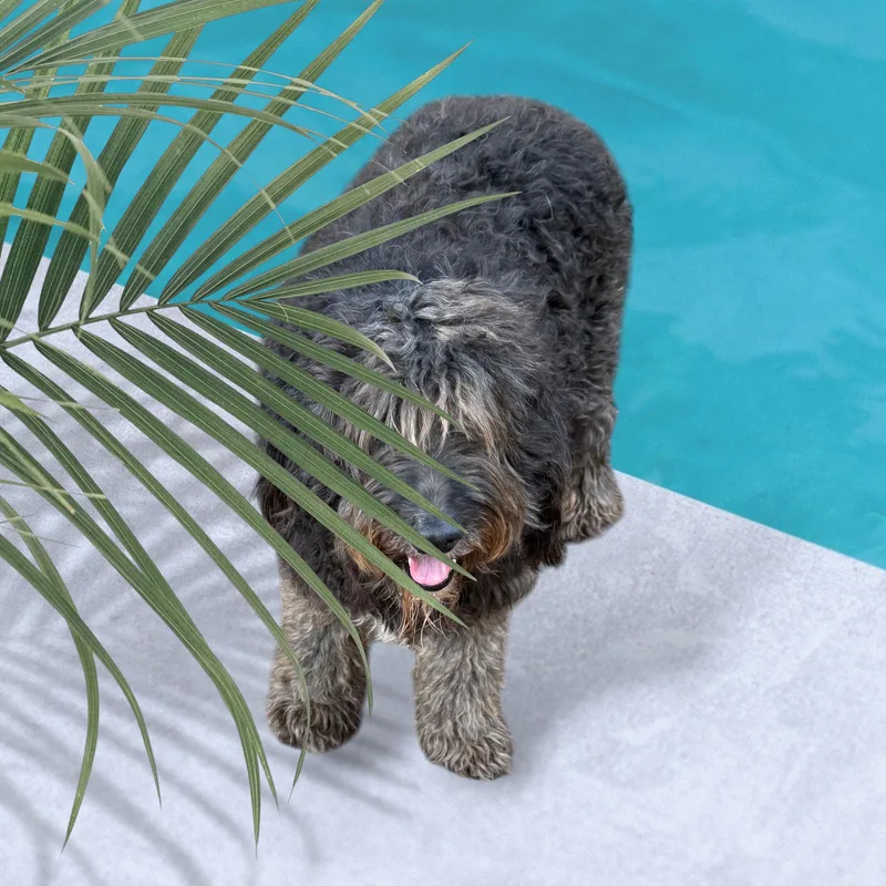 Raggedy Ann thumbnail 4