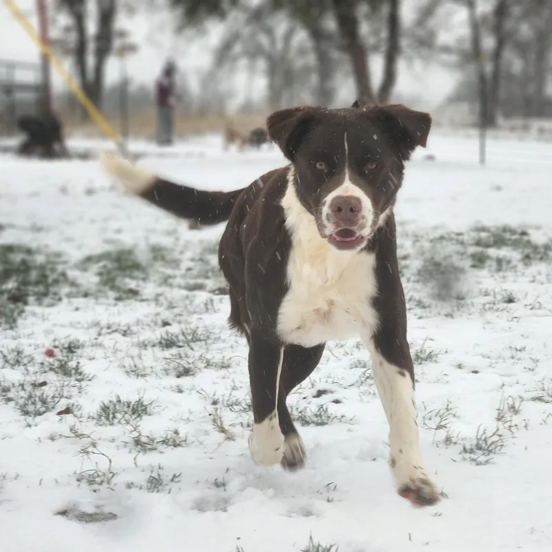 An adult medium-sized male Labrador Retriever dog named Beethoven for adoption in Springtown, TX