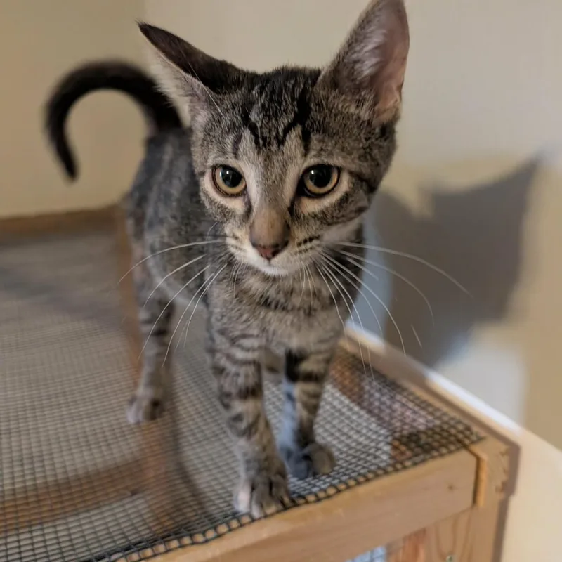 A baby medium-sized male Tabby (Brown / Chocolate) Domestic Short Hair cat named Itza for adoption in fennville, MI