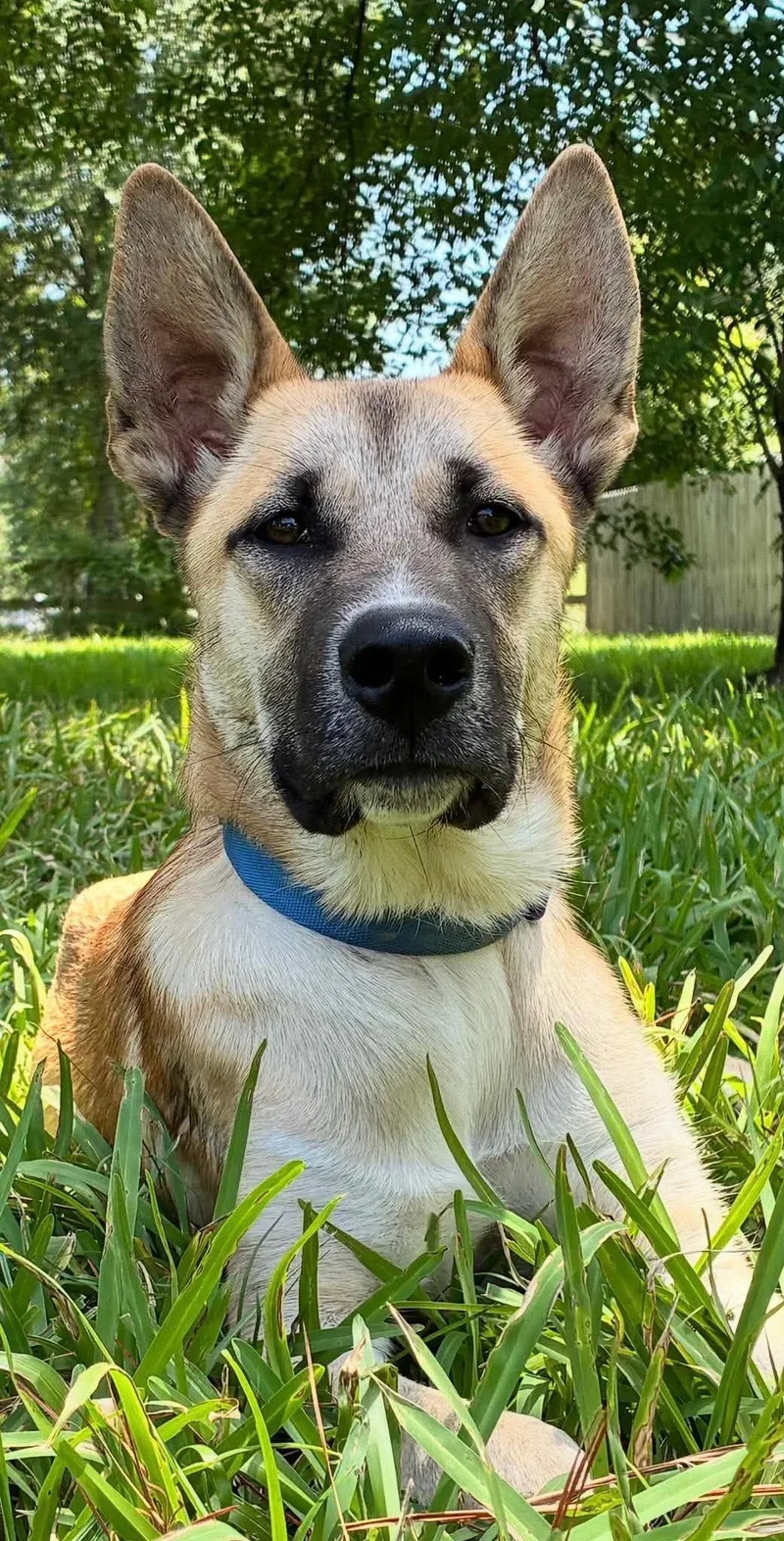 A young large-sized male German Shepherd Dog dog named Rick for adoption in Sugar Land, TX