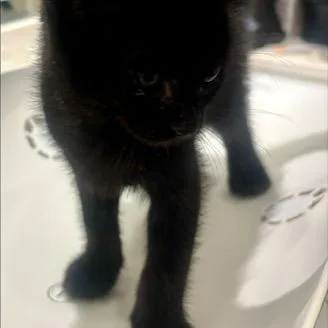 A baby small-sized male Black Domestic Short Hair cat named Prince Rossi for adoption in League City, TX