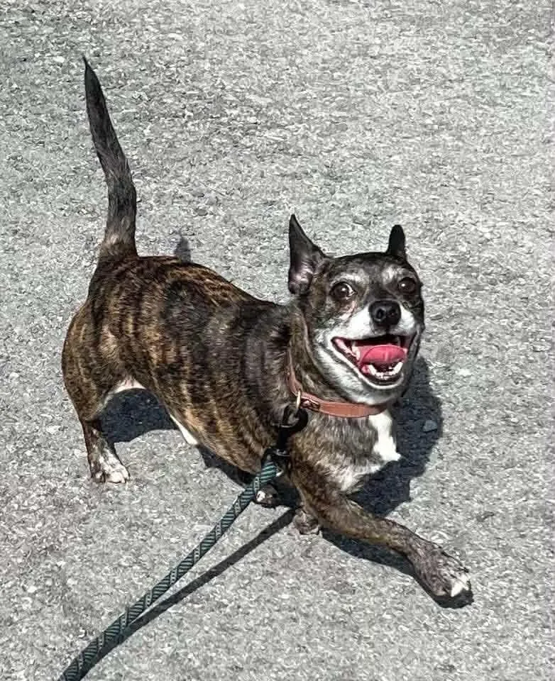 An adult small-sized male Chihuahua dog named Mr.Bean for adoption in Salem, WV