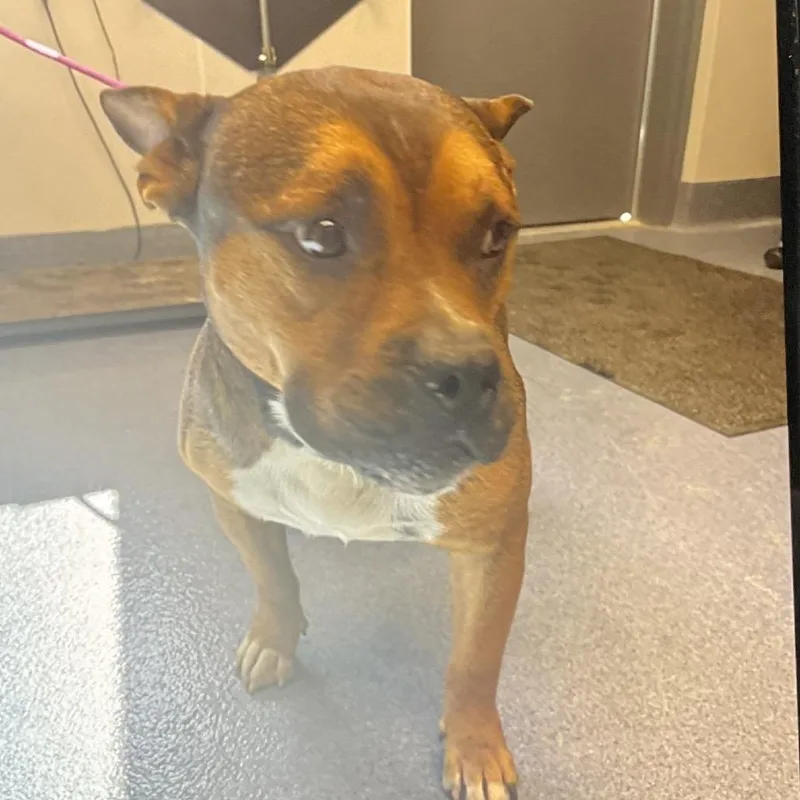 An adult medium-sized male American Bulldog dog named Scrappy for adoption in St Joseph, MO