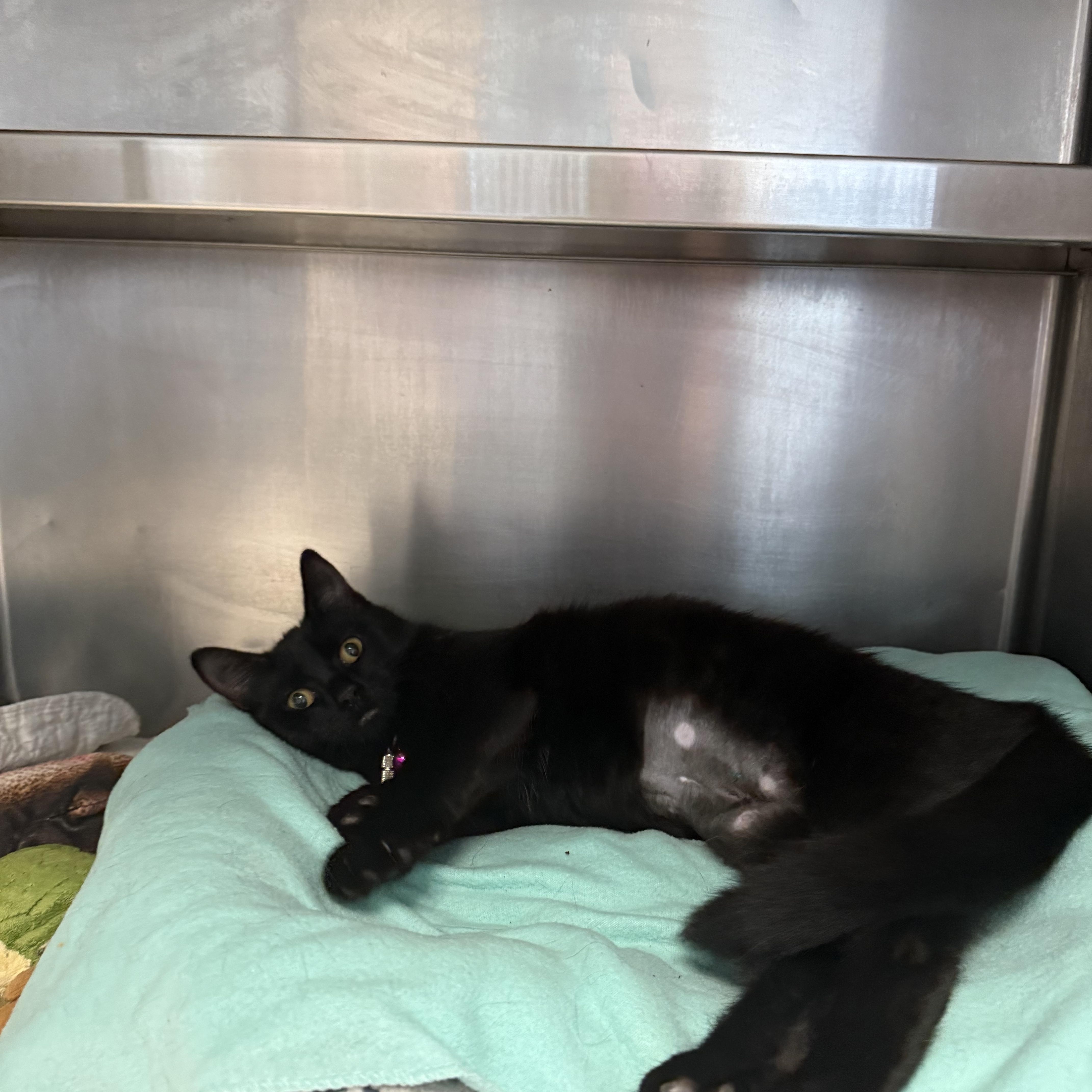 A young small-sized female Domestic Short Hair cat named Eclipse for adoption in Hendersonville, TN
