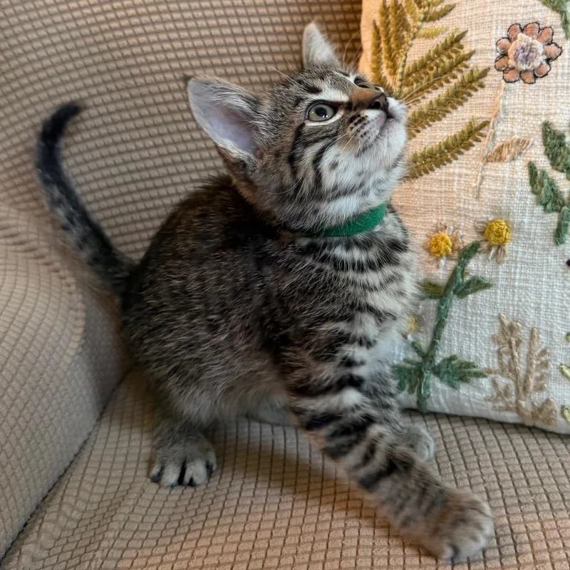 A baby small-sized male Brown / Chocolate Domestic Short Hair cat named Finney for adoption in Flower Mound, TX