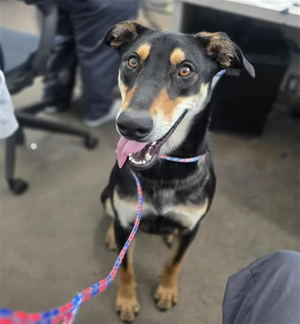 A young large-sized male Mixed Breed dog named Misko for adoption in Dallas, TX