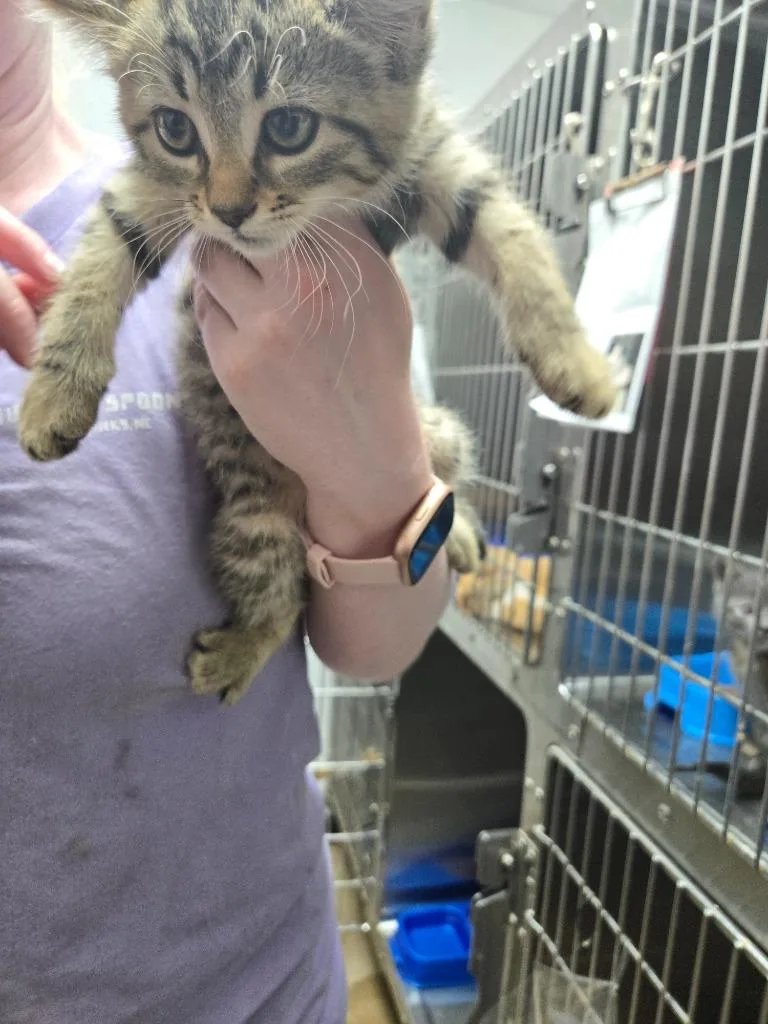 A baby medium-sized male Domestic Short Hair cat named Chuck for adoption in Mount Gilead, NC