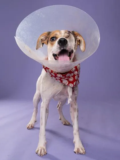 An adult medium-sized male Mixed Breed dog named Harvey Dent for adoption in Atlanta, GA