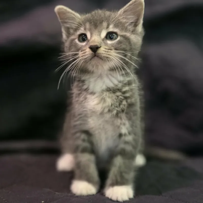 A baby small-sized male Gray / Blue / Silver Domestic Short Hair cat named Mod for adoption in Coralville, IA