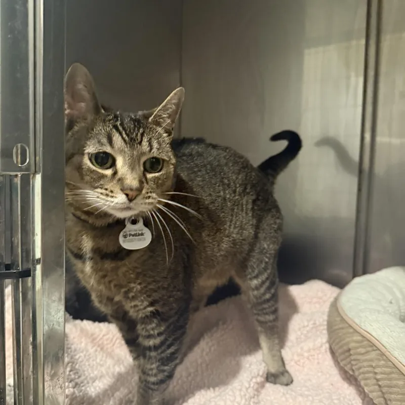 A senior medium-sized female Brown / Chocolate Domestic Short Hair cat named Ari for adoption in Louisville, KY