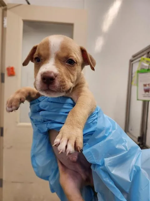 A baby small-sized male American Staffordshire Terrier dog named Milo for adoption in San Antonio, TX